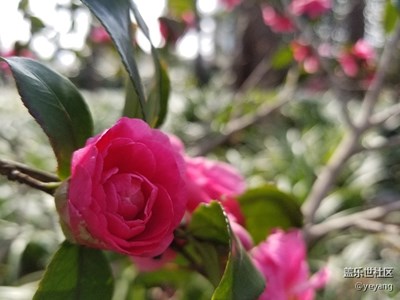 長(zhǎng)風(fēng)公園 隨手拍