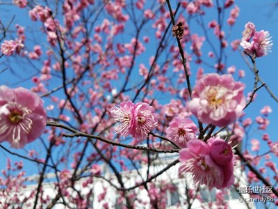 【春風(fēng)】+花開滿枝頭