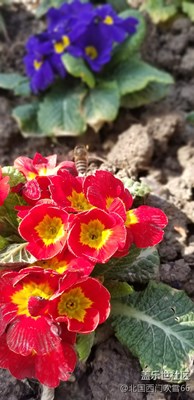 【春風(fēng)】   春賞百花秋望月，才是人生好時(shí)節(jié)。