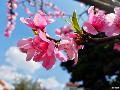 【春風(fēng)】＋桃花爭艷