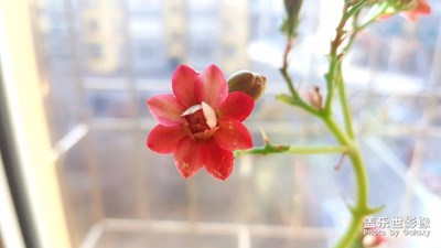 【春風(fēng)】+北國(guó)之春