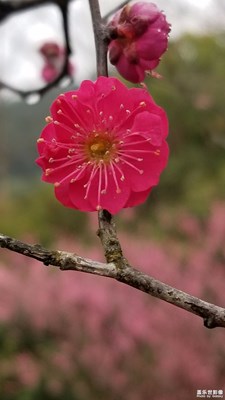 紅梅