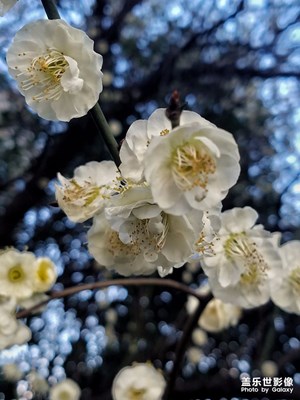 春天來(lái)了，又到花開季節(jié)。