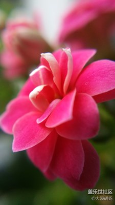 微距花卉