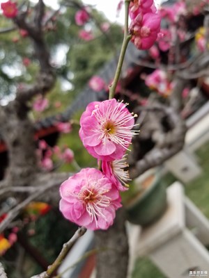 【春風(fēng)】+晚梅？