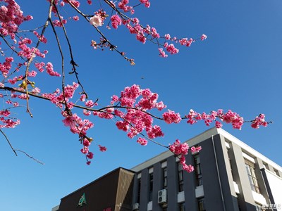 櫻花嬌艷爭(zhēng)春