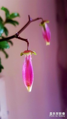 花開花落