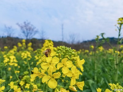 春風(fēng)錯(cuò)過(guò)了【春風(fēng)】——蜂戀花