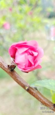 第一次嘗試微距，略抖，地點:深圳蓮花山桃花林