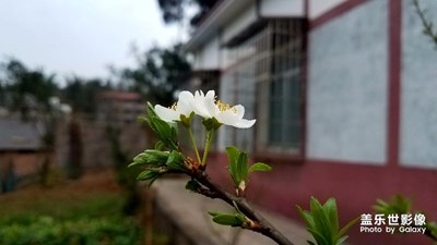 春風(fēng)      萬物復(fù)蘇