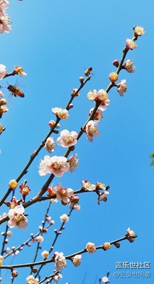 一片紅葉李花盛開(kāi)，引來(lái)許多小蜜蜂。