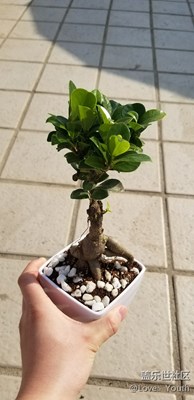 家里樣的綠植