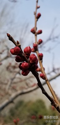 杏花