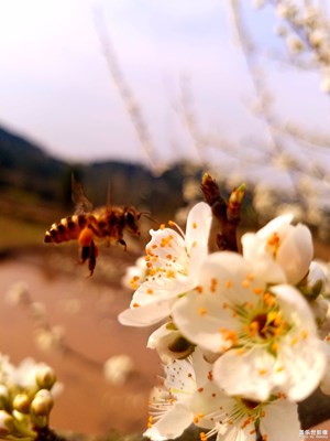 這是李子花還是梨子花？哈哈哈