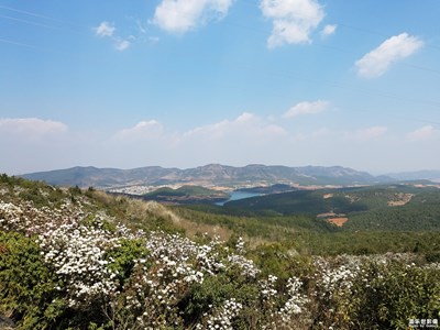 山花浪漫