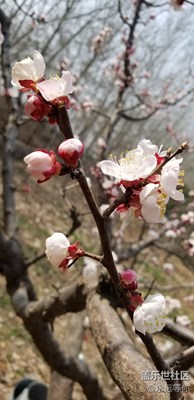 杏花開