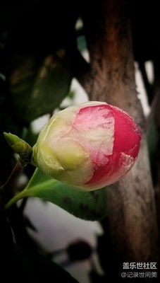 下班途中，一路走來(lái)一路花。