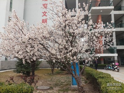 桃色妖妖