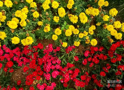 花花