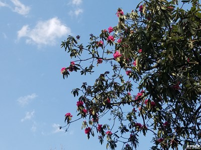 花開正艷