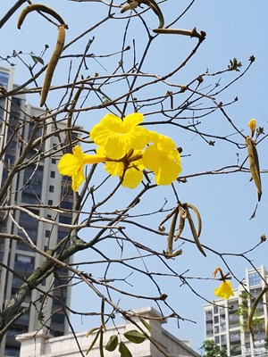 金黃的花雜