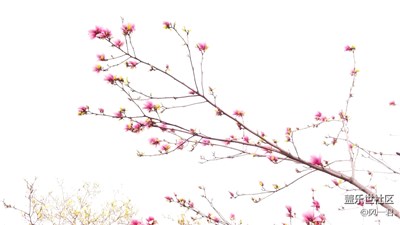 不一樣的玉蘭花，如詩(shī)似畫
