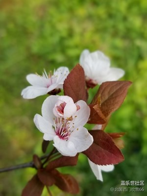 偷得梨花三分白，風(fēng)流韻遠(yuǎn)更清閑。