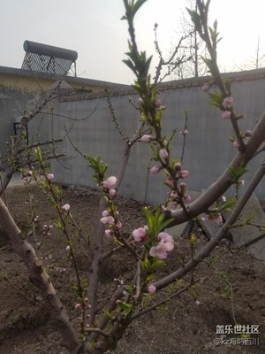桃花開了，有想吃桃的嗎？