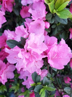 杜鵑花。