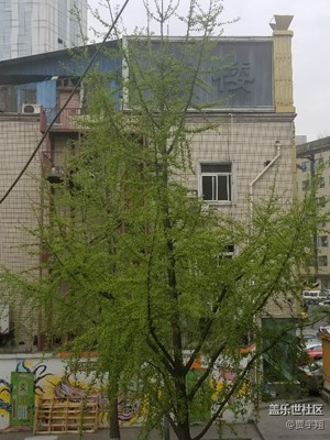 銀杏發(fā)芽
