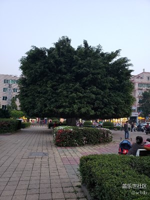 大樹