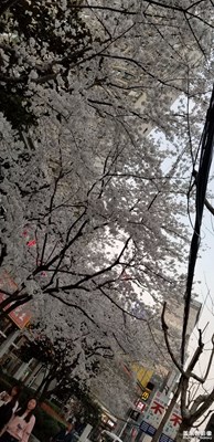 光新路的櫻花