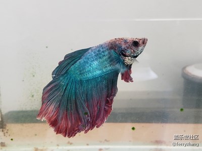 魚