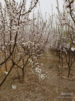 春意盎然之十里桃林花開枝頭