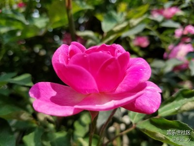 薔薇