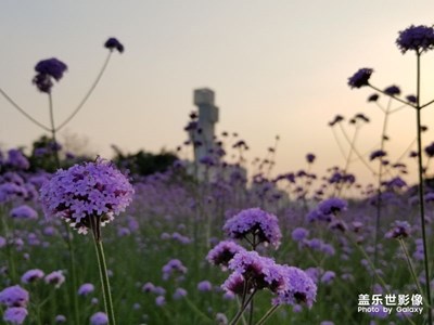 佛山50Km徒步-南海線！風(fēng)景如畫！