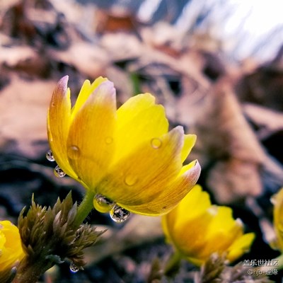 S8+冰凌花開