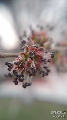 榆樹開花