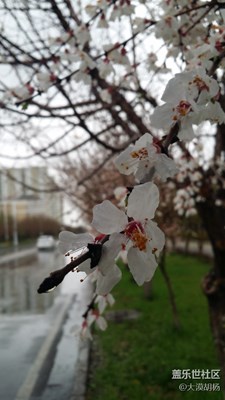 春花爛漫