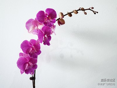 辰山植物園——蘭花展