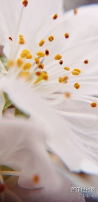 櫻桃花開