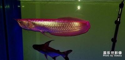 養(yǎng)點魚還是蠻好的