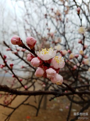 春天