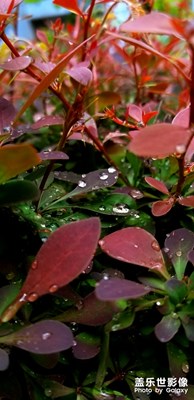 雨后天晴，晶瑩剔透
