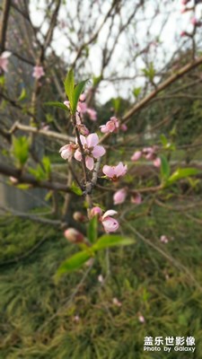 桃花朵朵開