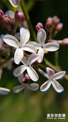 百花齊放