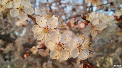 繁花似錦