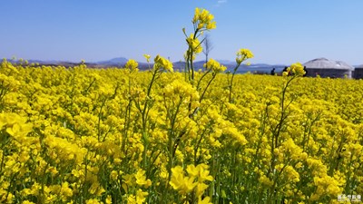 油菜花開