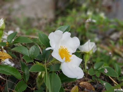 白花開