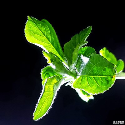 流翠凝碧，盎然生機！